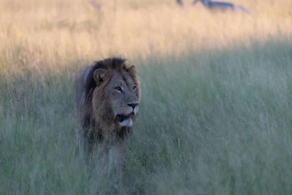 Piękny Lew Cezar Złotej Trawie Masai Mara Kenia Panthera Leo — Zdjęcie stockowe