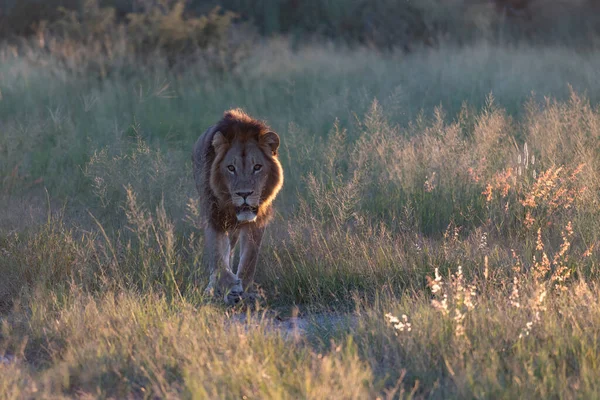 Piękny Lew Cezar Złotej Trawie Masai Mara Kenia Panthera Leo — Zdjęcie stockowe