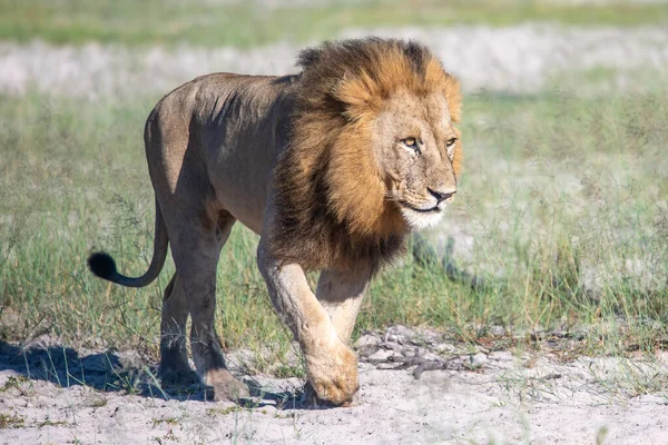 美丽的狮子凯撒在金黄色的草地上 肯尼亚潘瑟拉狮子座 — 图库照片