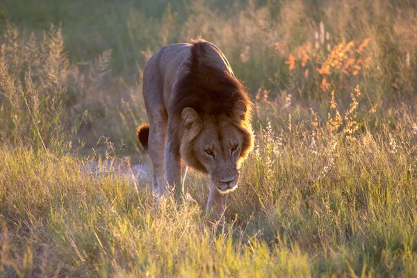 Krásný Lev Caesar Zlaté Trávě Masai Mara Keňa Panthera Leo — Stock fotografie