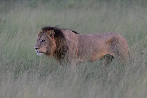 マサイ マラの黄金の芝生の美しいライオンシーザー ケニア Panthera Leo — ストック写真