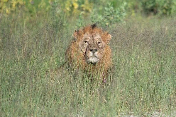 Hermoso León César Hierba Dorada Masai Mara Kenia Panthera Leo — Foto de Stock