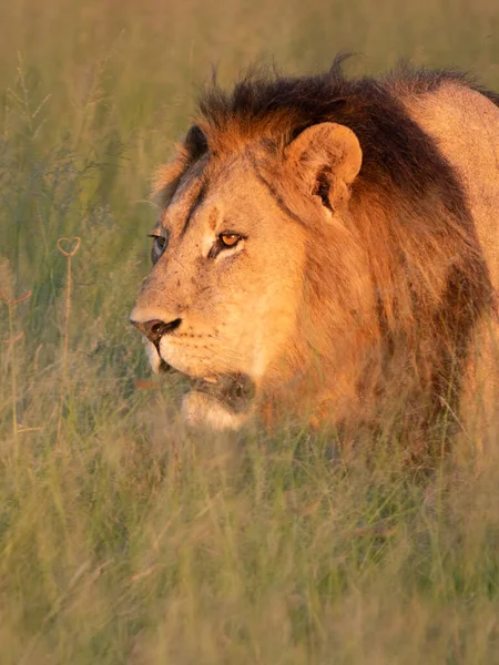 Piękny Lew Cezar Złotej Trawie Masai Mara Kenia Panthera Leo — Zdjęcie stockowe