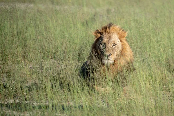 Лион Цезарь Золотой Траве Масаи Мара Кения Panthera Leo — стоковое фото