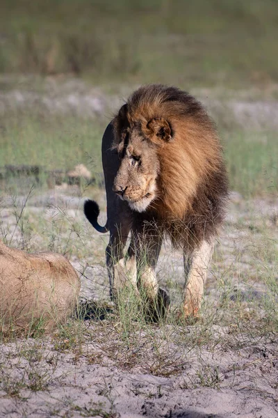 Bellissimo Leone Cesare Nell Erba Dorata Masai Mara Kenya Panthera — Foto Stock