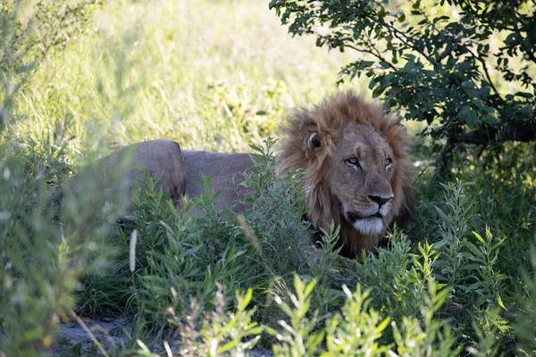 Piękny Lew Cezar Złotej Trawie Masai Mara Kenia Panthera Leo — Zdjęcie stockowe