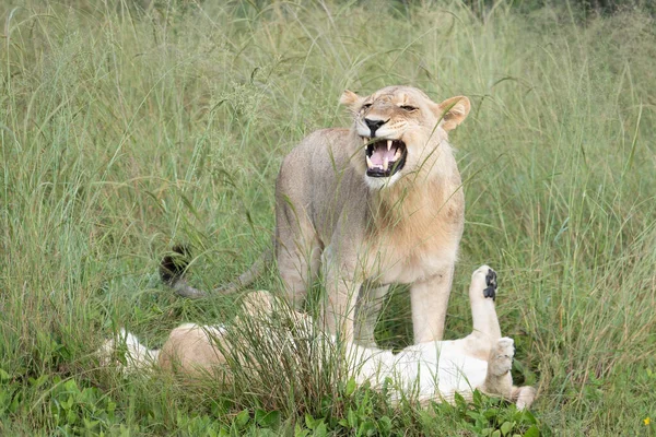 Belo Leão César Grama Dourada Masai Mara Quênia Panthera Leo — Fotografia de Stock