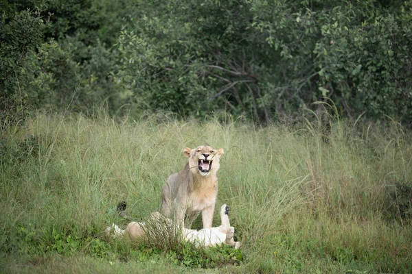 Vackra Lion Caesar Det Gyllene Gräset Masai Mara Kenya Panthera — Stockfoto