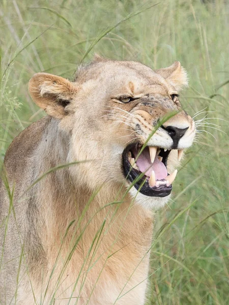 Piękny Lew Cezar Złotej Trawie Masai Mara Kenia Panthera Leo — Zdjęcie stockowe