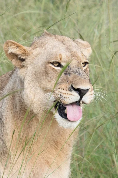 Piękny Lew Cezar Złotej Trawie Masai Mara Kenia Panthera Leo — Zdjęcie stockowe