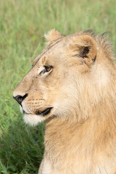 Beautiful Lion Caesar Golden Grass Masai Mara Kenya Panthera Leo — Stock Photo, Image