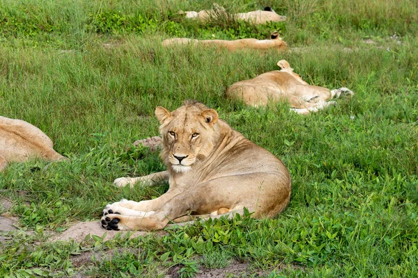 Krásný Lev Caesar Zlaté Trávě Masai Mara Keňa Panthera Leo — Stock fotografie