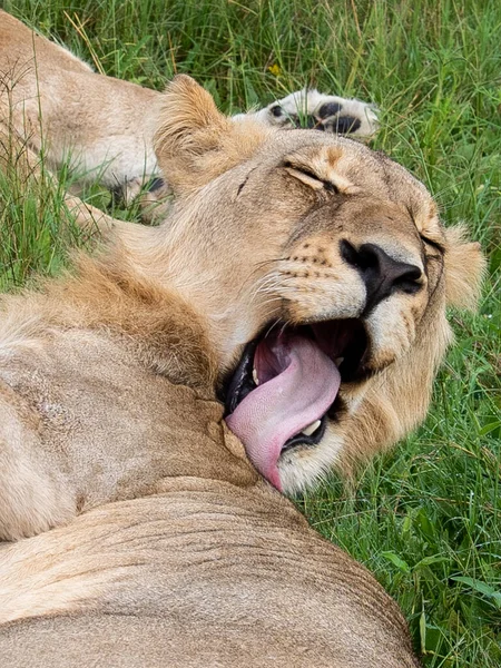 Belo Leão César Grama Dourada Masai Mara Quênia Panthera Leo — Fotografia de Stock