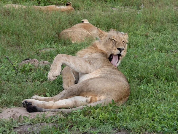 Schöner Löwe Caesar Goldenen Gras Der Masai Mara Kenia Panthera — Stockfoto