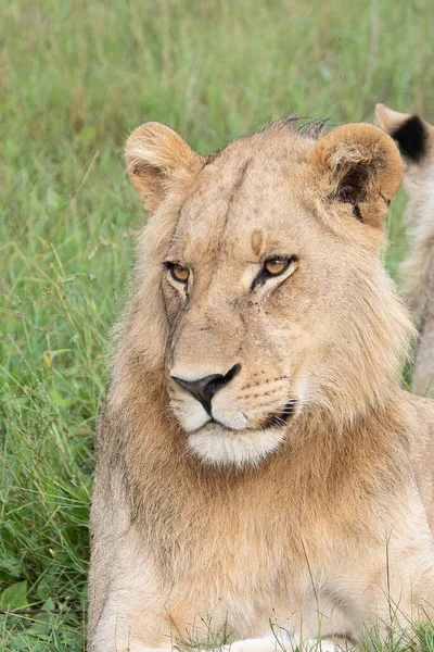 Masai Mara 'nın altın çimlerinde Güzel Aslan Sezar, Kenya Panthera Leo.