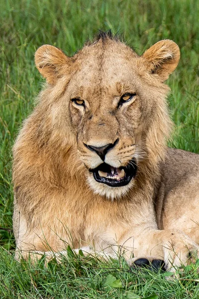 Hermoso León César Hierba Dorada Masai Mara Kenia Panthera Leo — Foto de Stock