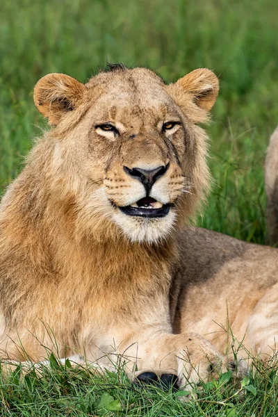 Hermoso León César Hierba Dorada Masai Mara Kenia Panthera Leo — Foto de Stock