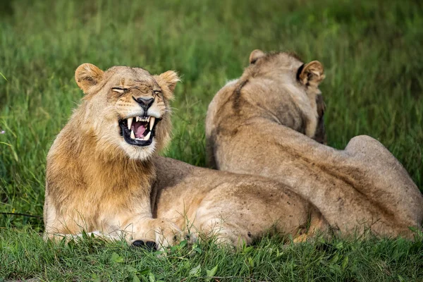 Beau Lion César Dans Herbe Dorée Masai Mara Kenya Panthera — Photo