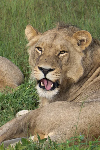 Hermoso León César Hierba Dorada Masai Mara Kenia Panthera Leo —  Fotos de Stock