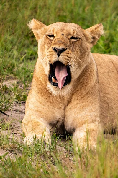 Hermoso León César Hierba Dorada Masai Mara Kenia Panthera Leo — Foto de Stock