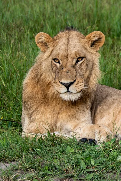 Hermoso León César Hierba Dorada Masai Mara Kenia Panthera Leo — Foto de Stock