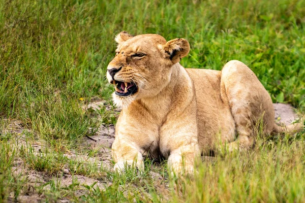 Bellissimo Leone Cesare Nell Erba Dorata Masai Mara Kenya Panthera — Foto Stock