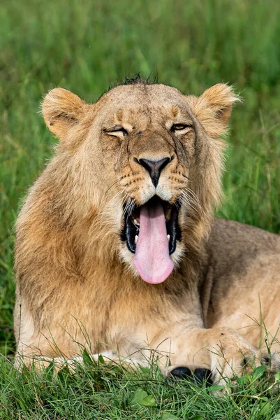 Belo Leão César Grama Dourada Masai Mara Quênia Panthera Leo — Fotografia de Stock