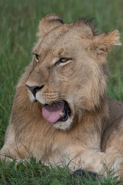 Belo Leão César Grama Dourada Masai Mara Quênia Panthera Leo — Fotografia de Stock
