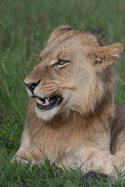 Masai Mara Nın Altın Çimlerinde Güzel Aslan Sezar Kenya Panthera — Stok fotoğraf