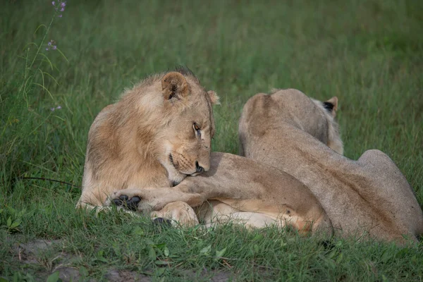 Krásný Lev Caesar Zlaté Trávě Masai Mara Keňa Panthera Leo — Stock fotografie