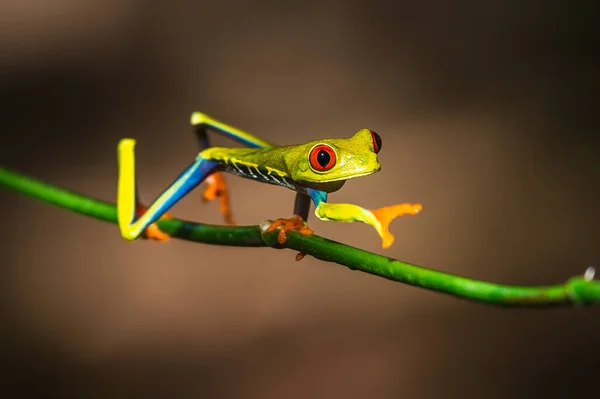 Rotäugiger Laubfrosch Agalychnis Callidryas Sitzt Auf Dem Grünen Blatt Tropischen — Stockfoto