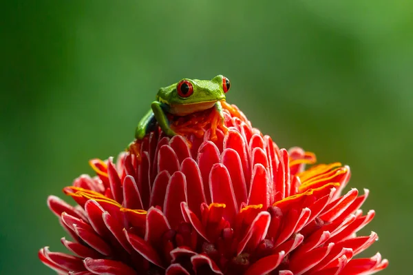 Grenouille Arborescente Agalychnis Callidryas Assise Sur Feuille Verte Dans Forêt — Photo