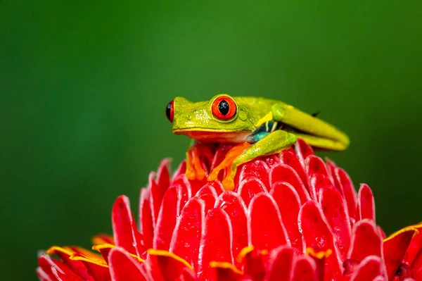 Rödögd Trädgroda Agalychnis Callidryas Sittande Grön Löv Tropisk Skog Costa — Stockfoto