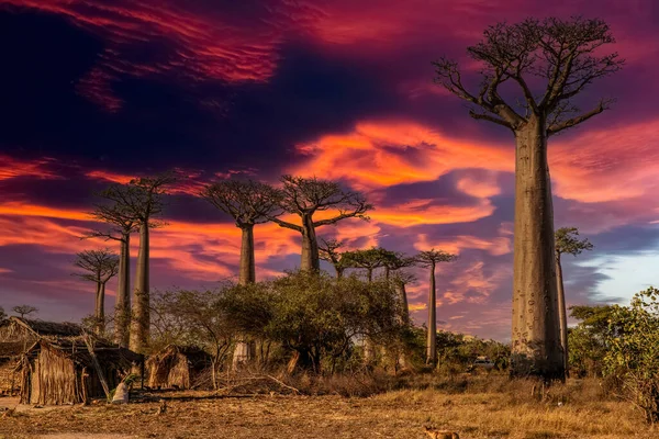 Prachtige Baobabbomen Bij Zonsondergang Aan Laan Van Baobabs Madagaskar — Stockfoto