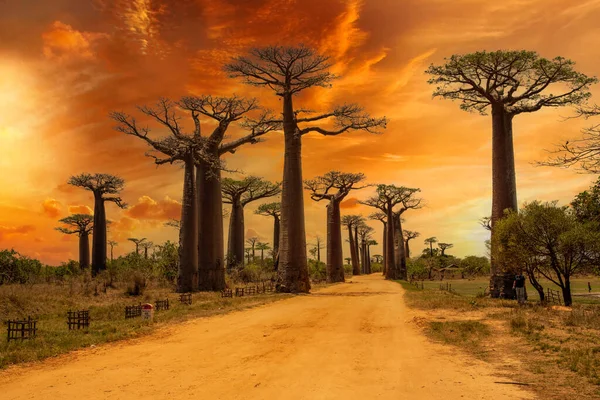 Baobab ağaçları gün batımında Madagaskar 'da Baobab Bulvarı' nda