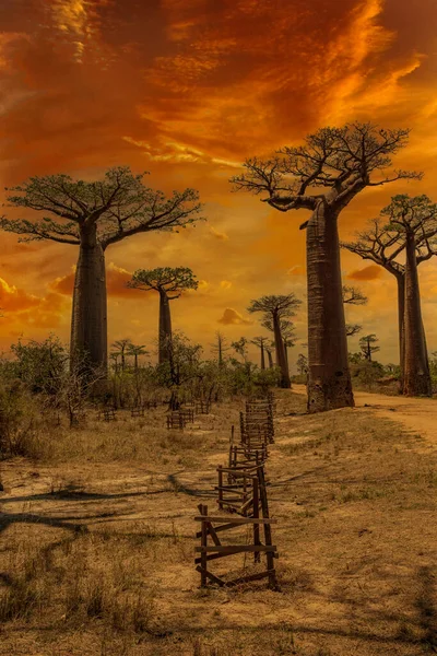 Belas Árvores Baobab Pôr Sol Avenida Dos Baobás Madagáscar — Fotografia de Stock