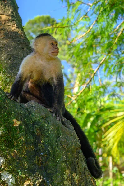Білоголовий Капуцин Чорна Мавпа Сидить Гілці Дерев Темному Тропічному Лісі — стокове фото