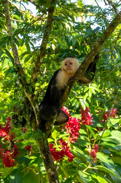 白い頭カプチン 黒い猿は暗い熱帯林の木の枝に座っている 3つの熱帯植物におけるセバスカプキヌス 自然の生息地での動物 — ストック写真