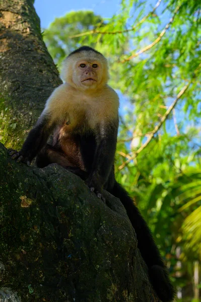 Beyaz Başlı Capuchin Karanlık Tropikal Ormandaki Ağaç Dalında Oturan Siyah — Stok fotoğraf