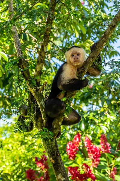 白い頭カプチン 黒い猿は暗い熱帯林の木の枝に座っている 3つの熱帯植物におけるセバスカプキヌス 自然の生息地での動物 — ストック写真