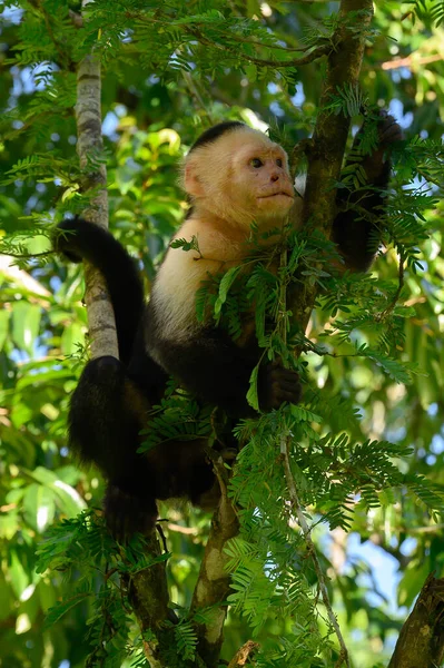 Biały Kapucyn Czarna Małpa Siedząca Gałęzi Drzewa Ciemnym Tropikalnym Lesie — Zdjęcie stockowe