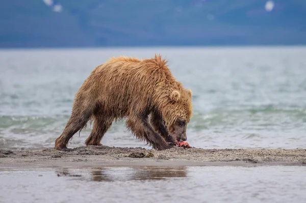 Gobernando Paisaje Osos Pardos Kamchatka Ursus Arctos Beringianus —  Fotos de Stock