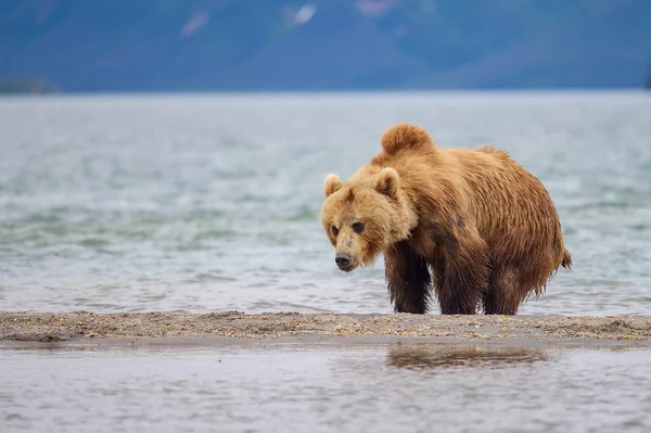 Gobernando Paisaje Osos Pardos Kamchatka Ursus Arctos Beringianus — Foto de Stock