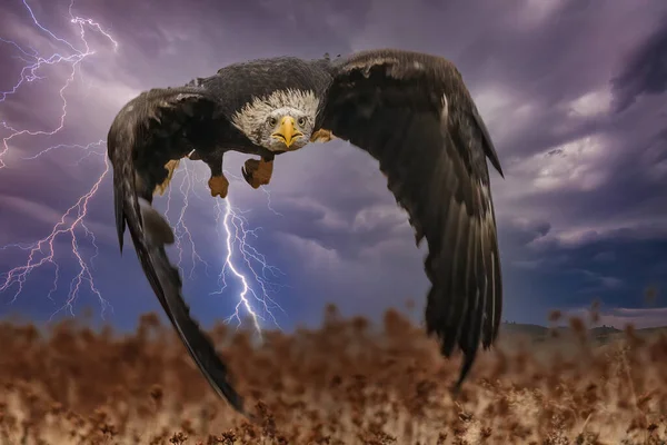 Schöner Weißkopfseeadler Flug Bei Sonnenuntergang Usa — Stockfoto