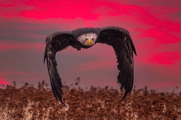 beautiful bald eagle in flight at sunset usa