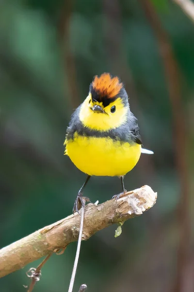 Yellow and red songbird Collared Redstart, Myioborus torquatus, sitting on the big leave in Savegre, Costa Rica