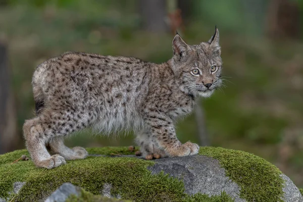 Ağaç gövdesi ile yeşil orman Lynx. Doğadan yaban hayatı sahne. Bayağı vaşak, hayvan davranış habitat içinde oynamaya. Almanya'dan vahşi kedi. Ağaçların arasında vahşi Bobcat