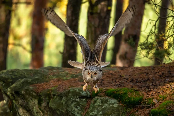 Great Strong Brown Owl Huge Red Eyes Flying Forest Red — Stock Photo, Image