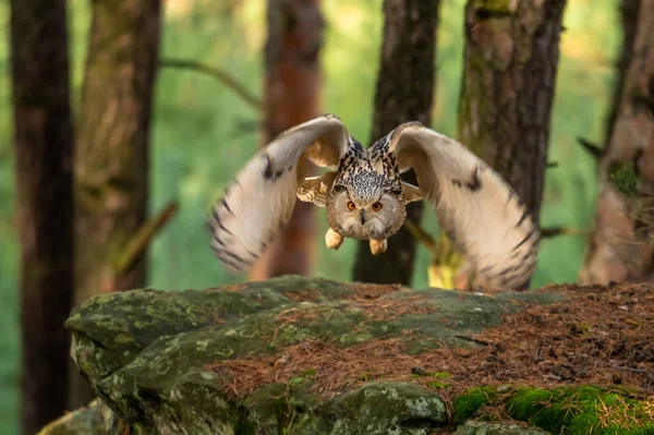 Een Grote Sterke Bruine Uil Met Enorme Rode Ogen Die — Stockfoto