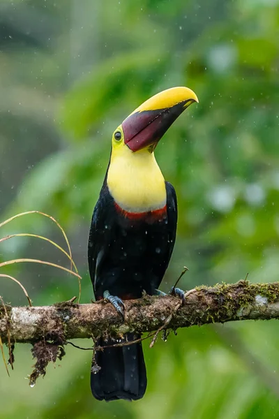 Bird with open bill, Chesnut-mandibled Toucan sitting on the branch in tropical rain with green jungle in background. Wildlife scene from nature.